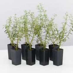 Hedge Westringia Wynyabbie Gem Hedging Plants