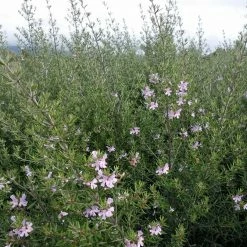 Hedge Westringia Wynyabbie Gem Hedging Plants