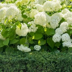 Shrubs Hydrangea Alba