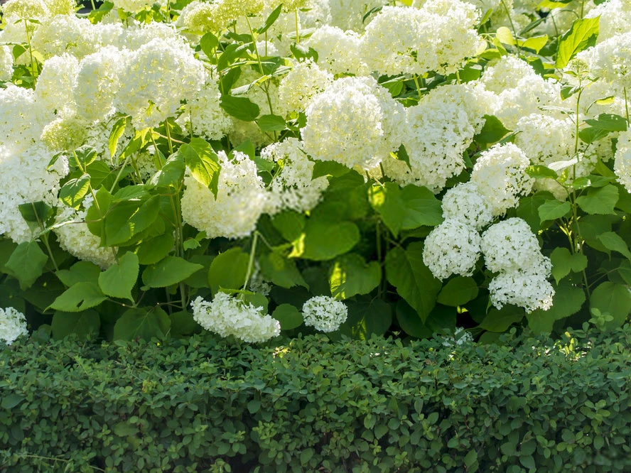 Shrubs Hydrangea Alba 4 Shrubs Hydrangea Alba