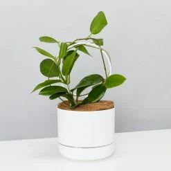 Pot + Plant Gift Box Hoya Gift Box - Includes Pot + Plant Stake + Soil Pet-friendly Indoor Plants
