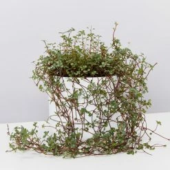 Indoor Garden Pilea Silver Sprinkles - Pot + Plant Gift Kits