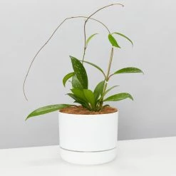 Pot + Plant Gift Box Hoya Pubicalyx - Pot + Plant + Soil