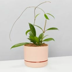 Pot + Plant Gift Box Hoya Pubicalyx - Pot + Plant + Soil