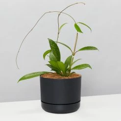 Pot + Plant Gift Box Hoya Pubicalyx - Pot + Plant + Soil