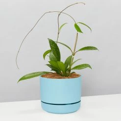 Pot + Plant Gift Box Hoya Pubicalyx - Pot + Plant + Soil