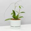 Pot + Plant Gift Box Hoya Pubicalyx - Pot + Plant + Soil