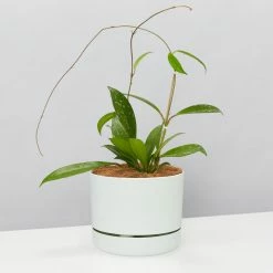 Pot + Plant Gift Box Hoya Pubicalyx - Pot + Plant + Soil