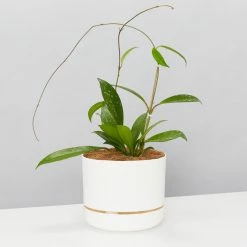 Pot + Plant Gift Box Hoya Pubicalyx - Pot + Plant + Soil