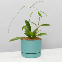 Pot + Plant Gift Box Hoya Pubicalyx - Pot + Plant + Soil