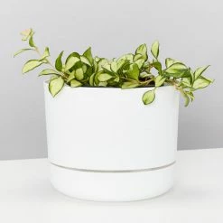 Indoor Garden Hoya Heuschkeliana Variegata Pet-friendly Indoor Plants