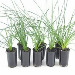 Shrubs Full Sun Zephyranthes Candida Rain Lily