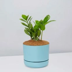 Pot + Plant Gift Box Cacti & Succulents The Plant Killers Gift Box - ZZ Plant