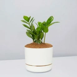 Pot + Plant Gift Box Cacti & Succulents The Plant Killers Gift Box - ZZ Plant