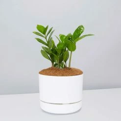 Pot + Plant Gift Box Cacti & Succulents The Plant Killers Gift Box - ZZ Plant