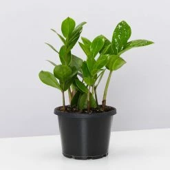 Urban Eden Sky Blue Vessel + Potted Plant