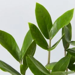 Shrubs Screening Plants The Easy Care Plant Pack - Trio