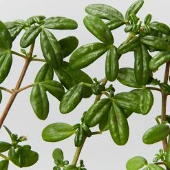 Shrubs Zieria Prostrata Native Groundcover Plant
