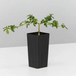 Shrubs Zieria Prostrata Native Groundcover Plant