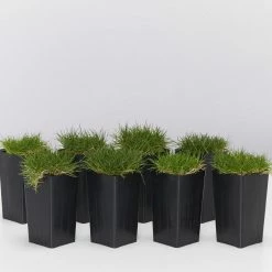 Shrubs Full Sun Zoysia Tenuifolia 'No-Mow' Grass Groundcover Pack