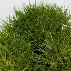 Shrubs Full Sun Zoysia Tenuifolia 'No-Mow' Grass Groundcover Pack