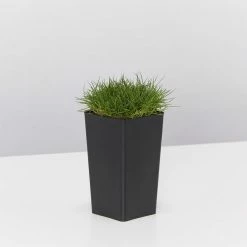 Shrubs Full Sun Zoysia Tenuifolia 'No-Mow' Grass Groundcover Pack