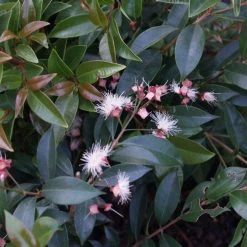 Hedge Acmena Smithii 9 Hedge Acmena Smithii