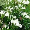 Shrubs Agapanthus Dwarf White