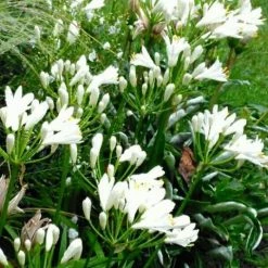 Shrubs Agapanthus Dwarf White