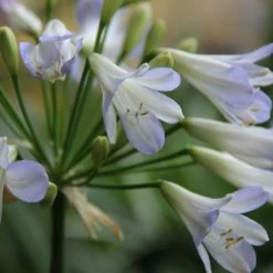 Plants In A Box Agapanthus Orientalis Silver Baby