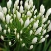 Shrubs Agapanthus Orientalis White Border Plants