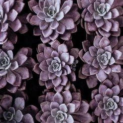 Succulents Plant Packs Echeveria Assorted Pack