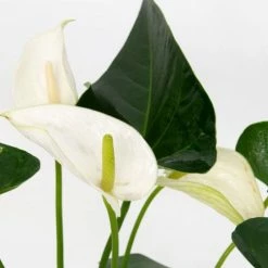 Pot + Plant Gift Box Anthurium Flowering Varieties - Pot + Plant + Soil