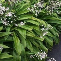 Shrubs Border Plants Arthropodium Cirratum Matapouri Bay