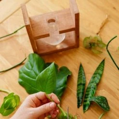 Cooper And Smith Arwen Propagation Station