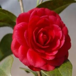 Hedge Camellia Japonica 'Black Tie' (red Flower)