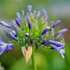 Shrubs Agapanthus Dwarf Blue
