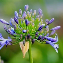 Shrubs Agapanthus Dwarf Blue