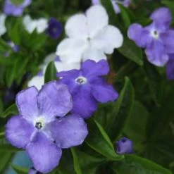 Shrubs Brunfelsia Latifolia Sweet Petite
