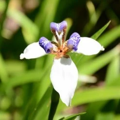 Shrubs Full Sun Neomarica Gracilis 'Walking Iris'