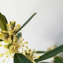 Buxus Harlandii Mystique Low Growing Hedge Shrubs