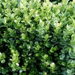 Hedge Shrubs Buxus Sempervirens