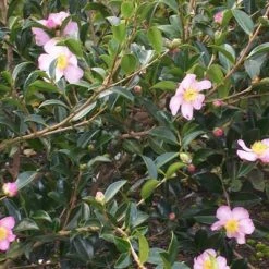 Hedge Camellia Sasanqua 'Plantation Pink' (pale Pink Flower)