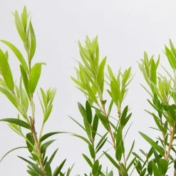 Ozbreed Shrubs Callistemon Viminalis Macarthur 'LC01' PBR