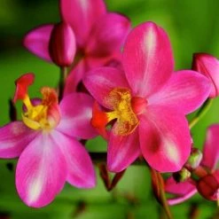 Shrubs Spathoglottis Rockin Plum