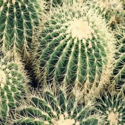 Assorted Cacti Box 🌵 Plant Packs 21 Assorted Cacti Box 🌵 Plant Packs