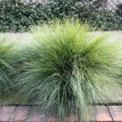 Shrubs Lomandra Confertifolia