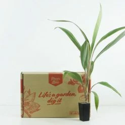 Shrubs Cordyline Pink Diamond