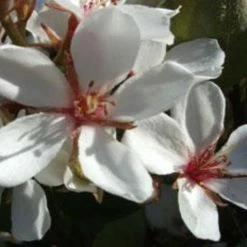 Ozbreed Cosmic White™ Rhaphiolepis Indica ‘RAPH01’ Pbr Shrubs