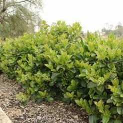 Ozbreed Dense Fence™ Viburnum Odoratissimum ‘VOC1’ Pbr Shrubs